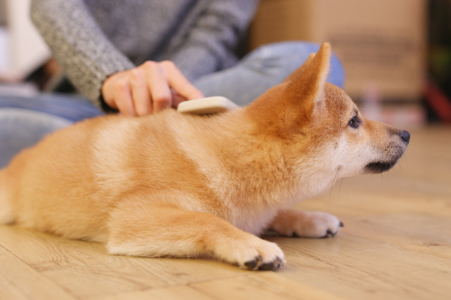 Welpenpflege So gewöhnen Sie Ihren Hund an Körperpflege
